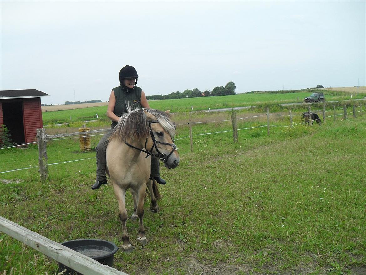 Fjordhest Tulle billede 14