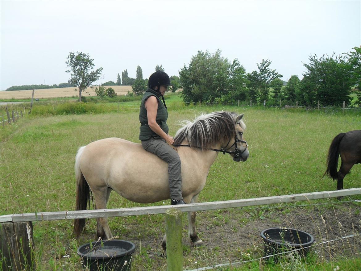 Fjordhest Tulle billede 15