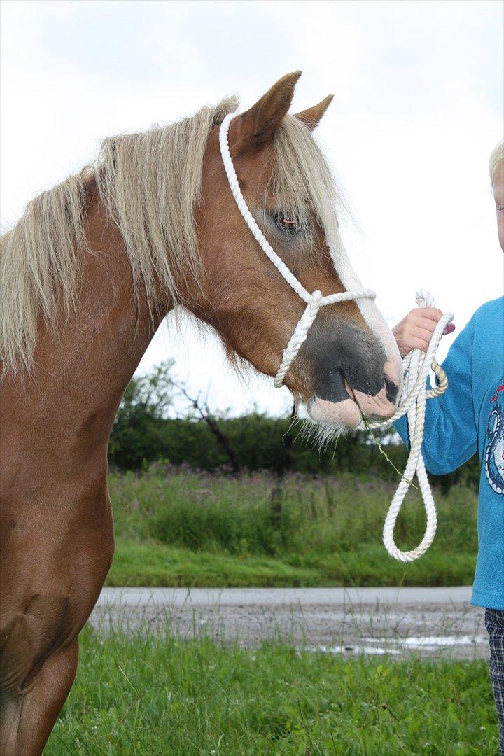 Welsh Mountain (sec A) Nordentoft's Cloé - hendes dejlige hoved billede 4