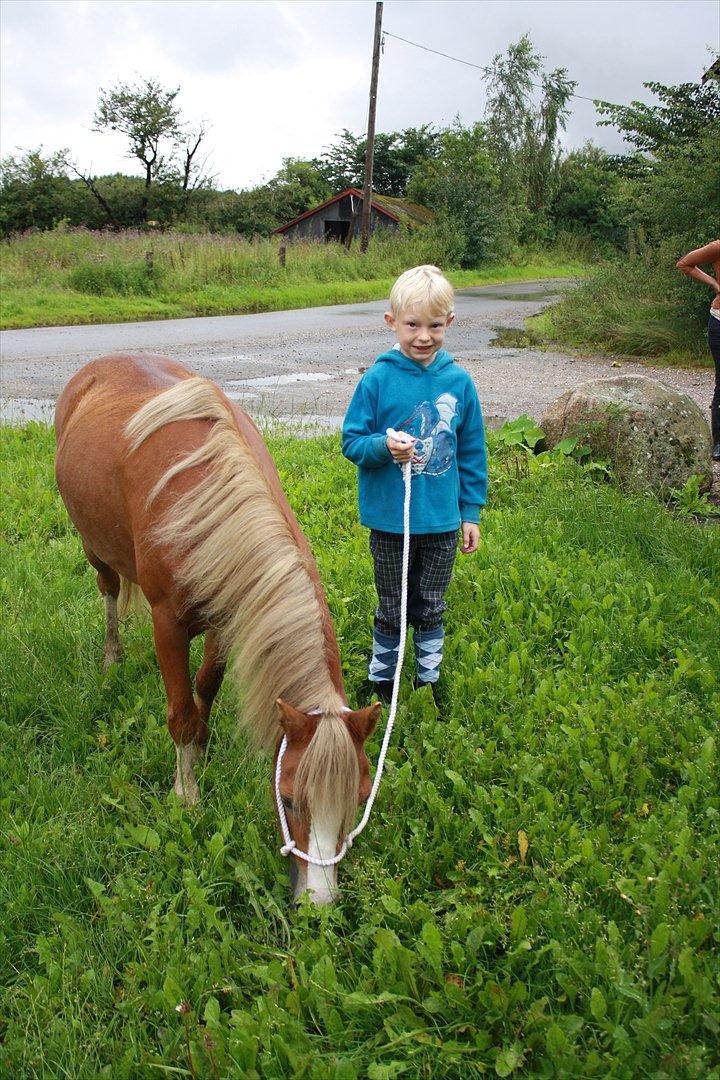 Welsh Mountain (sec A) Nordentoft's Cloé - en lille tot græs billede 5