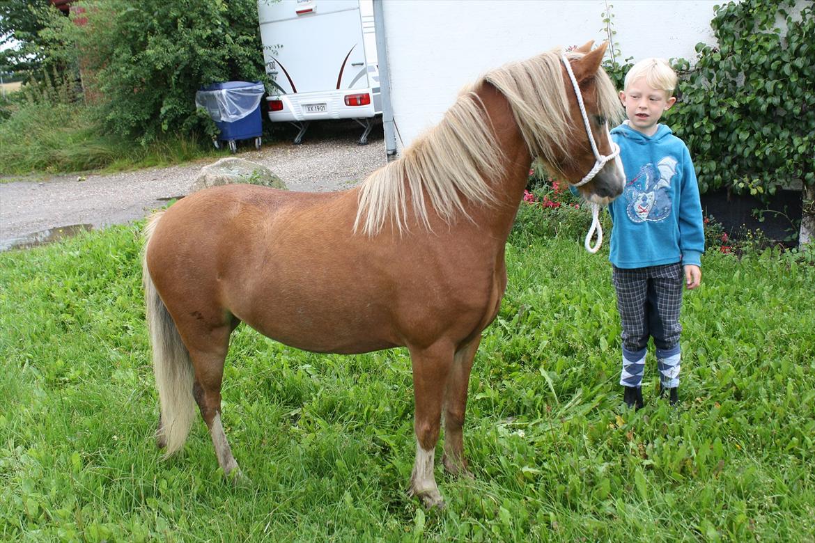 Welsh Mountain (sec A) Nordentoft's Cloé billede 7