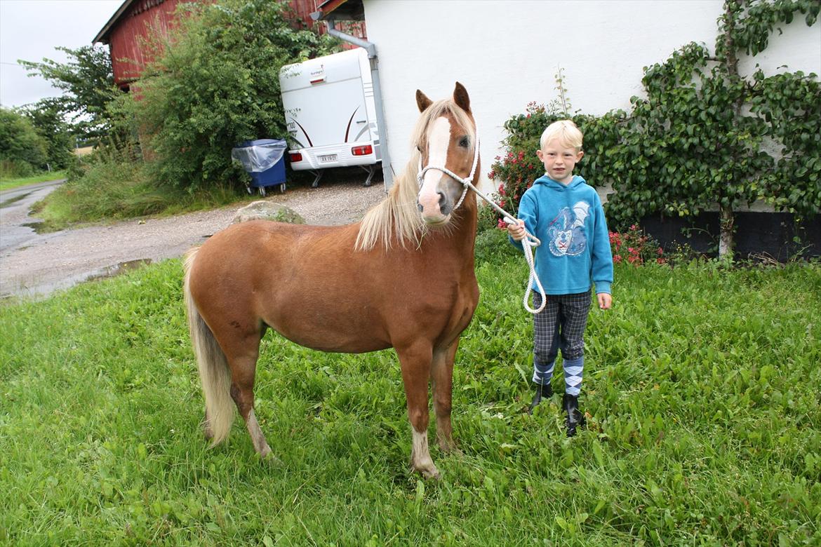 Welsh Mountain (sec A) Nordentoft's Cloé - Første dag med Cloé billede 2
