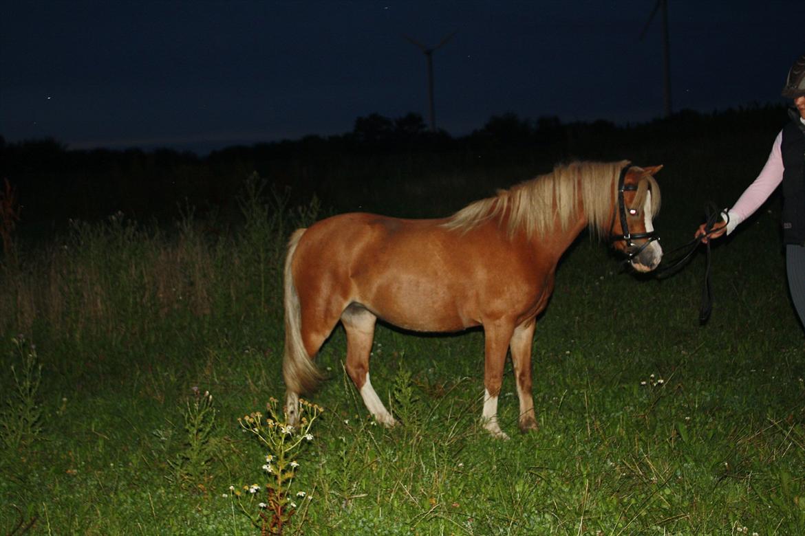 Welsh Mountain (sec A) Nordentoft's Cloé - dejlige Cloé billede 1