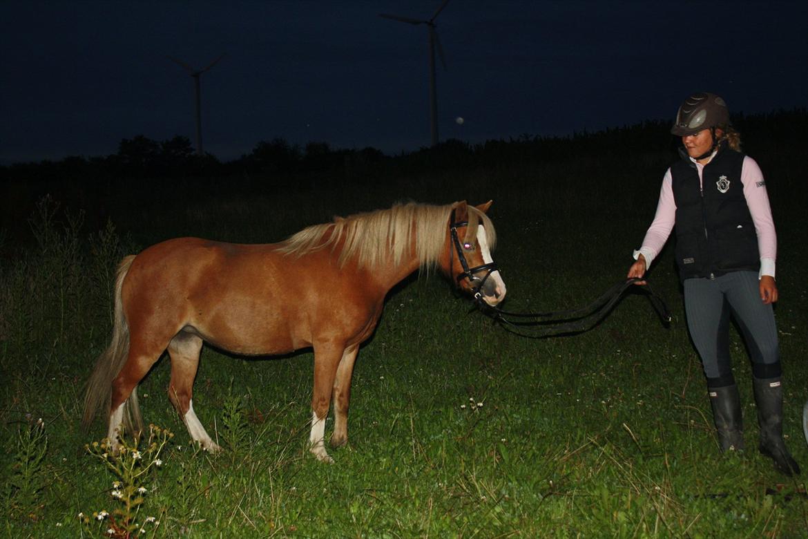 Welsh Mountain (sec A) Nordentoft's Cloé billede 6