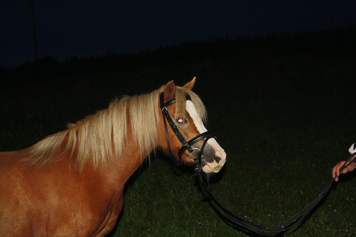 Welsh Mountain (sec A) Nordentoft's Cloé billede 9