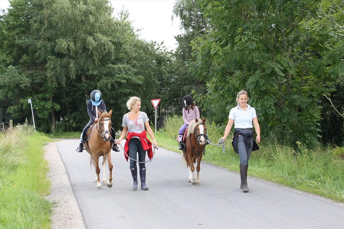 Welsh Mountain (sec A) Nordentoft's Cloé billede 8