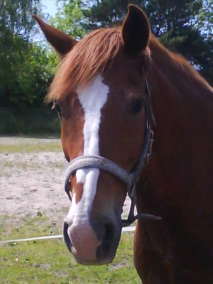 Anden særlig race WhiteSocks - Velkommen Til Sokke´s Profil (-: <3 Smid Gerne en Kommentar + Bedømmelse x3
 billede 1