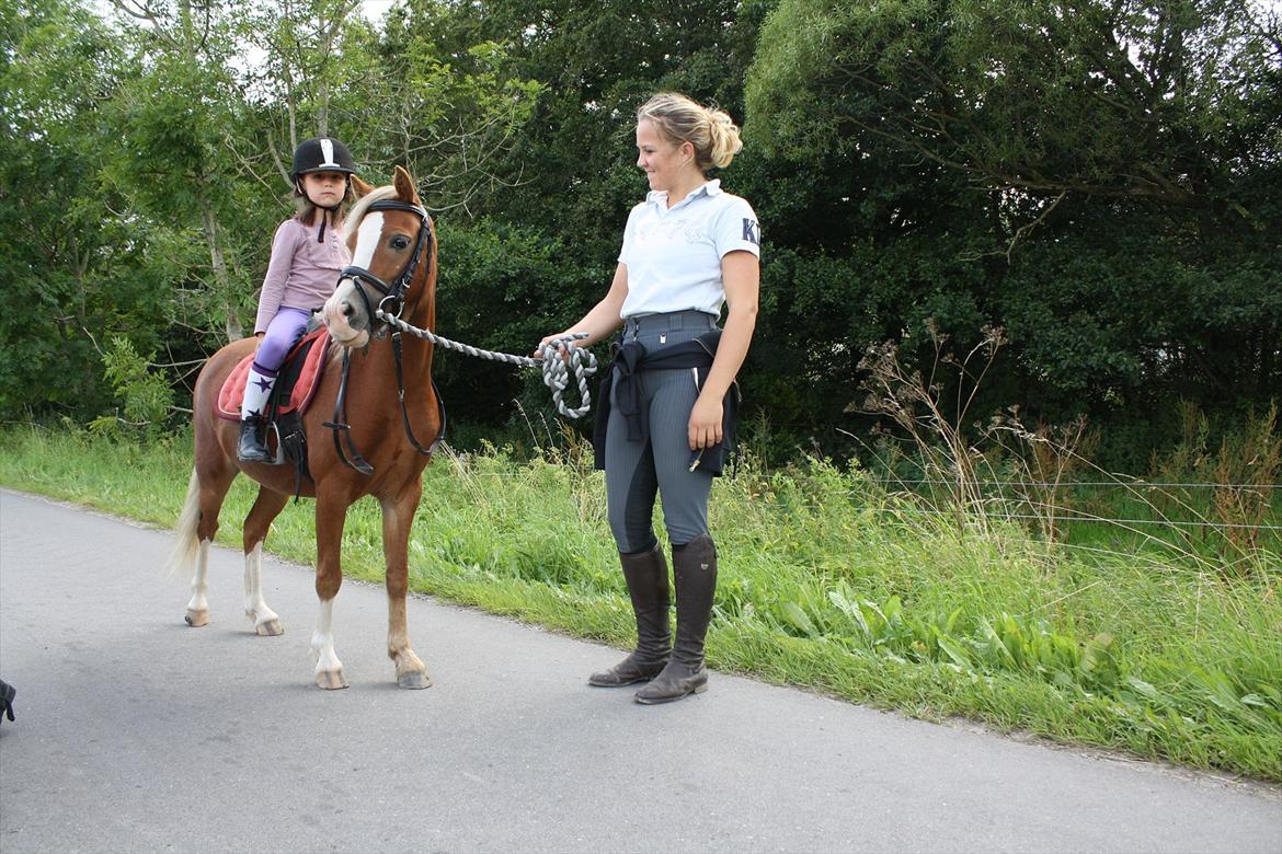 Welsh Mountain (sec A) Nordentoft's Cloé billede 10