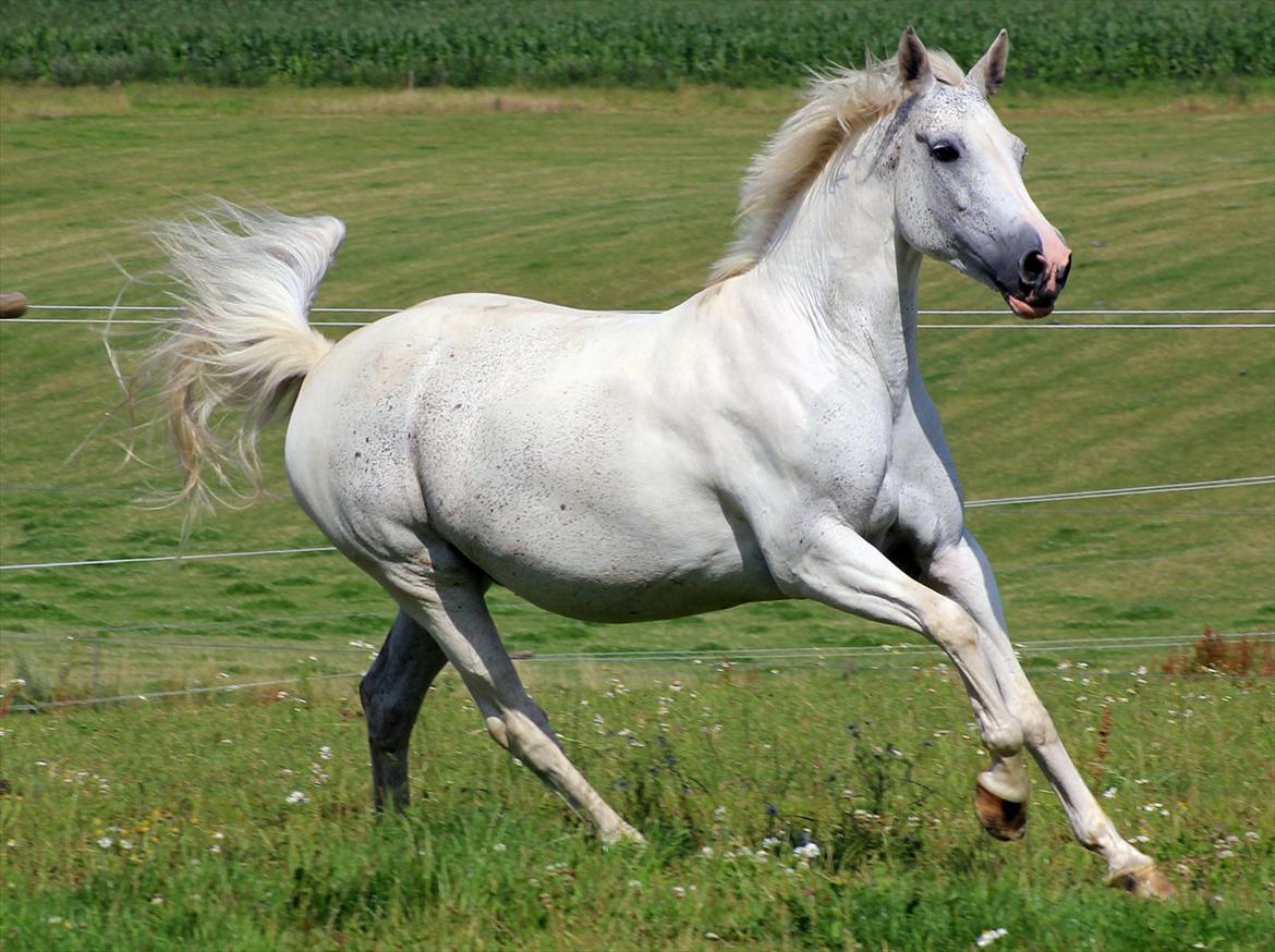 Sportsaraber (A) Søgaardens Magic Spirit - En smuk prinsesse i godt humør ':P
Foto: Christine Schade  billede 2