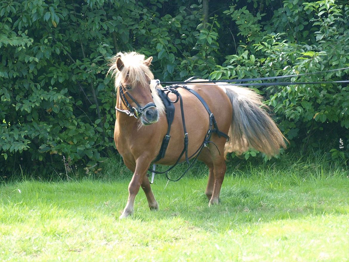 Shetlænder Frøken Prop. - Lære at gå for lange "tøjler" sommeren 2011. billede 7