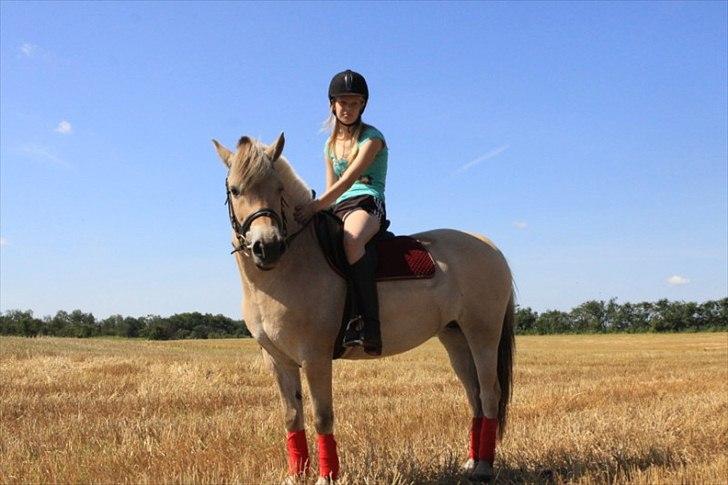 Fjordhest PUK<3 -Frygtløs den frygtsomme pony- - sidste ridetur derhjemme billede 1