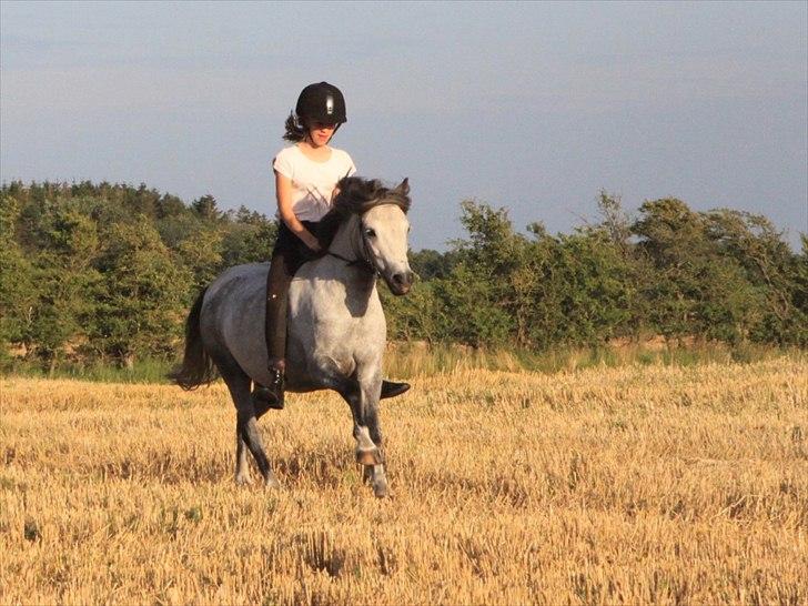 Welsh Pony (sec B) Lukas - 

Velkommen til Lukas profil :-)
Lukas og jeg er 100% springrytter :) Det vil vi altid værer. Men han er god i dressuren ;) 

Elsker det her billede. Han var så sød <3 
Galop på stubmarkerne, endlig høstede de det så jeg kunne galloper xD Uden sadel billede 5
