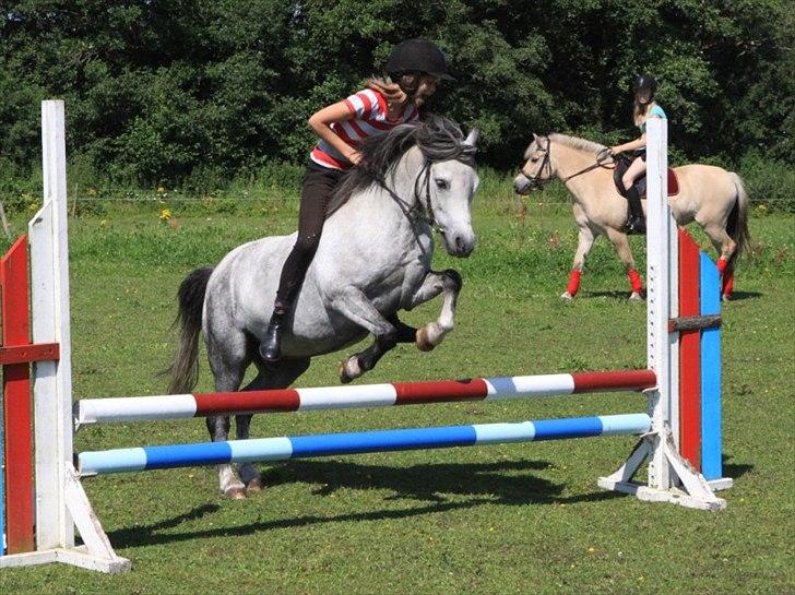 Welsh Pony (sec B) Lukas - Spring uden sadel ;) Med nogle af vores nye springbomme. Hvor er han sød <3
Taget den: 30-07-2011 billede 4