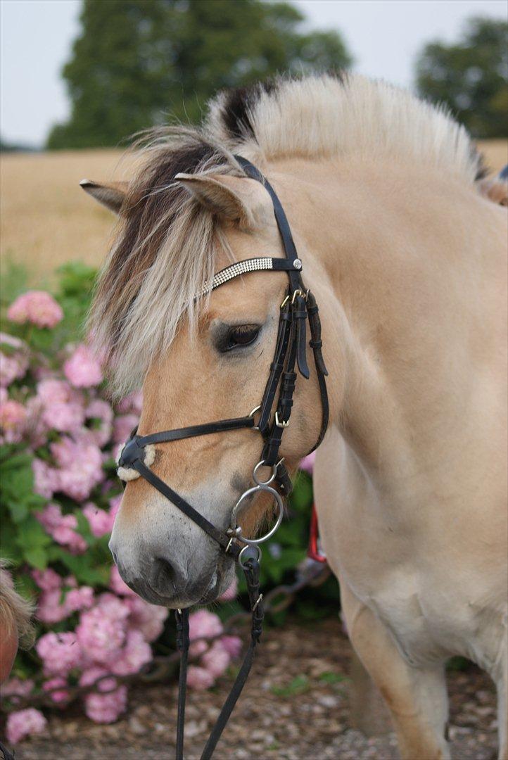 Anden særlig race Cognac billede 8