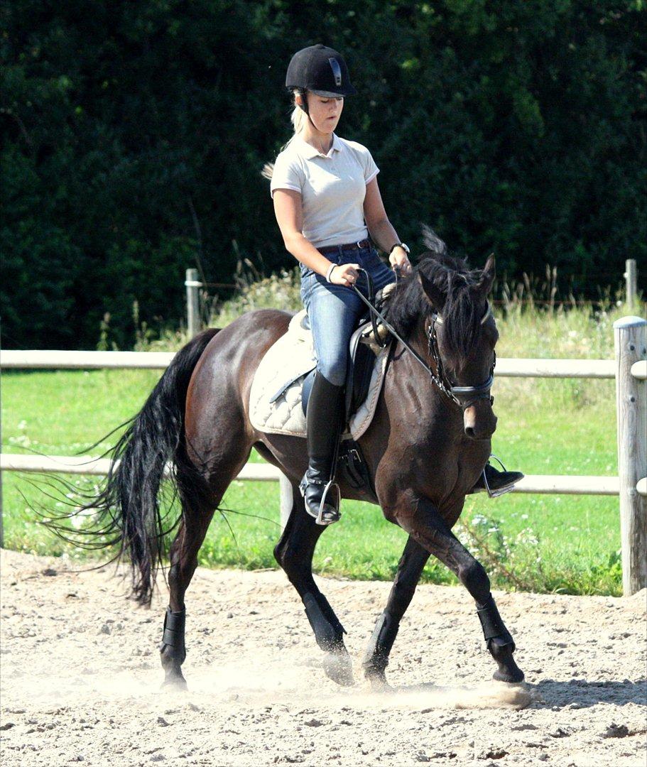 New Forest (DSP) Mandy B-pony billede 16