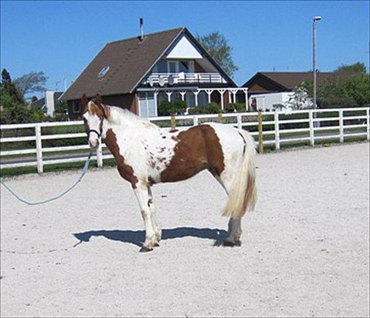 Pinto Elmegårdens Brilliant  billede 2