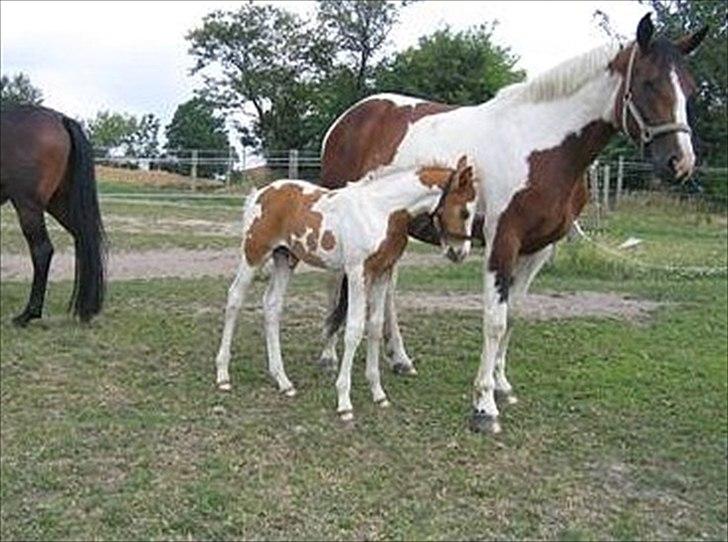 Pinto Elmegårdens Brilliant  - Deltora som føl XD billede 3