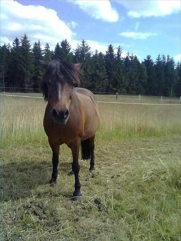 Anden særlig race Lady billede 1