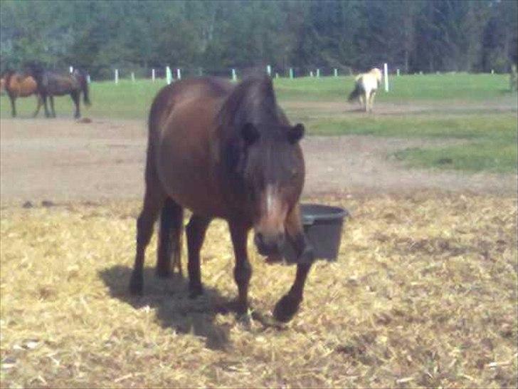 Anden særlig race Lady billede 2