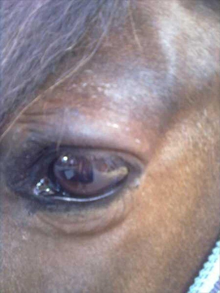 Anden særlig race Lady billede 3