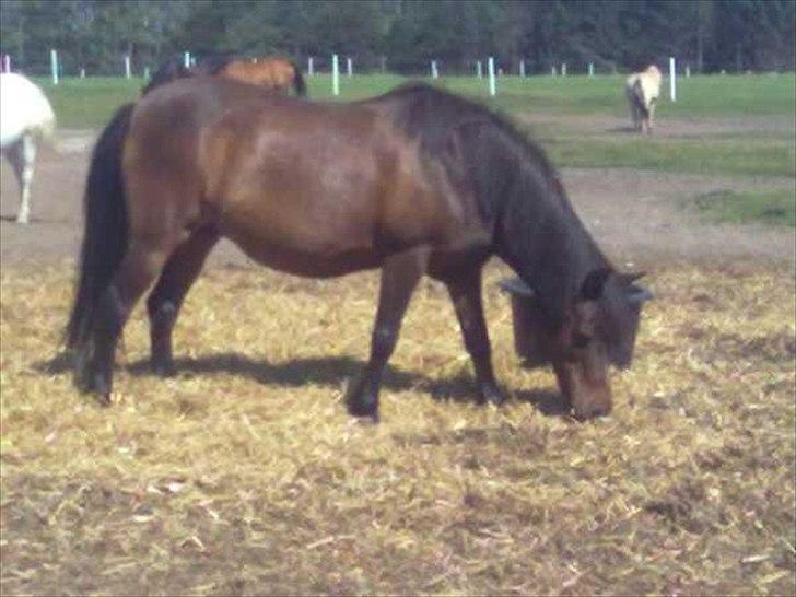 Anden særlig race Lady billede 4