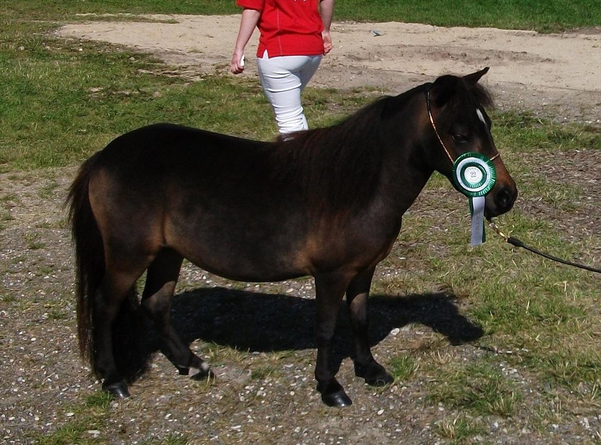 Dansk Miniature Lundevestergård Papaya Fa - Hobro dyrskue 22 point -  billede 15