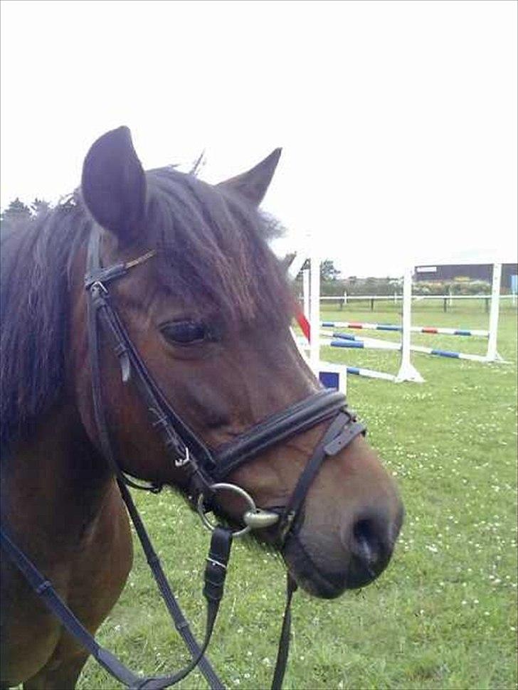 Anden særlig race Lady billede 6