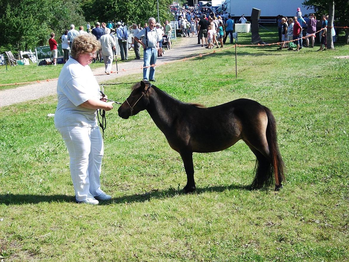 Dansk Miniature Lundevestergård Papaya Fa - Hobro 30.07.2011 billede 16