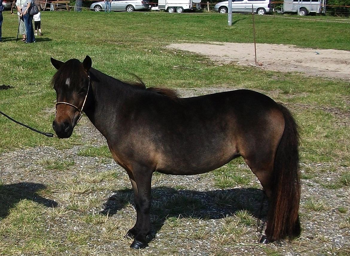 Dansk Miniature Lundevestergård Papaya Fa - Hobro 30.07.2011  billede 17
