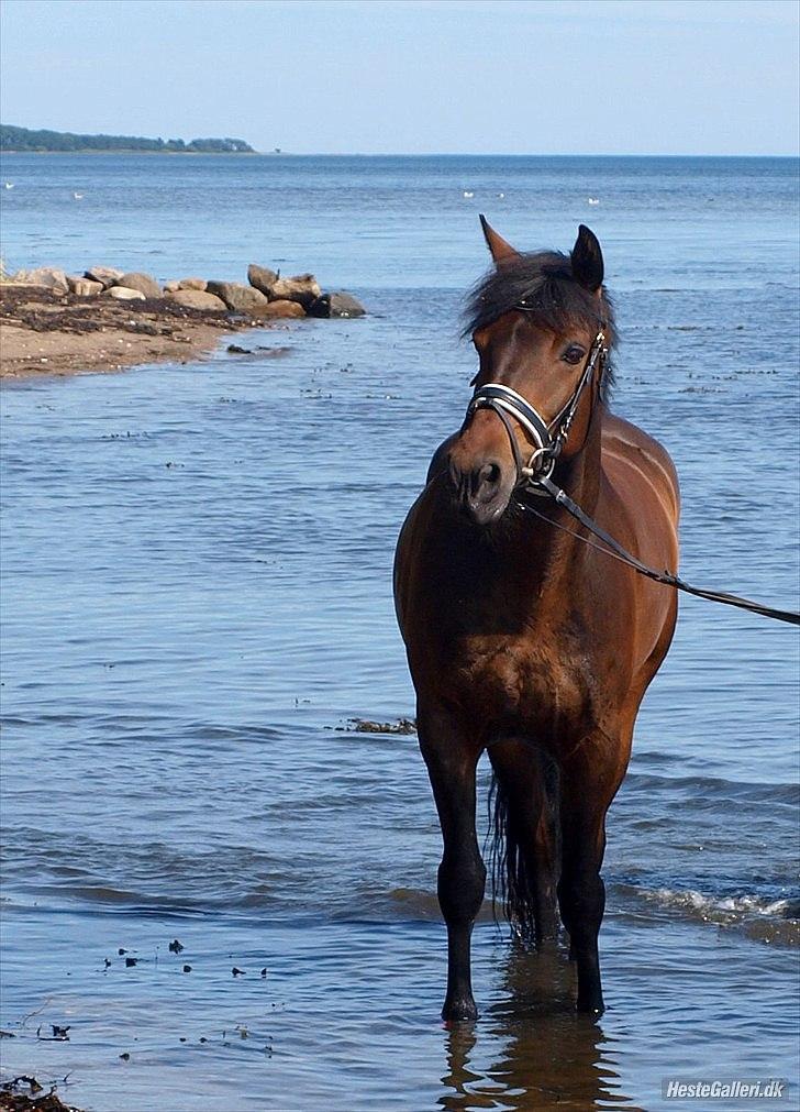 Connemara Nygårds Felix (B-pony) - Felix i vandet for FØRSTE gang :-) billede 6