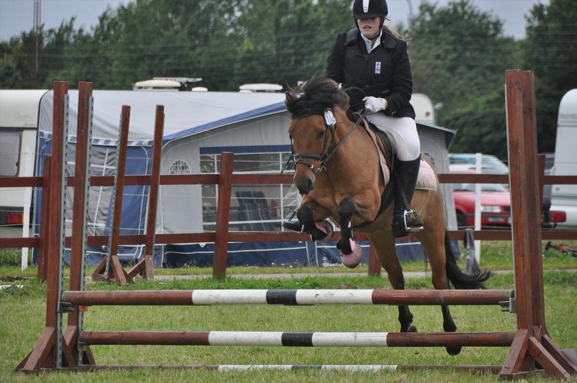 Anden særlig race Muldeberg *EUR* - Spring i LD. Fejlfri så jeg fik en roset :) Ponyuge 2011. Sommer 11 Foto: Stine S billede 19