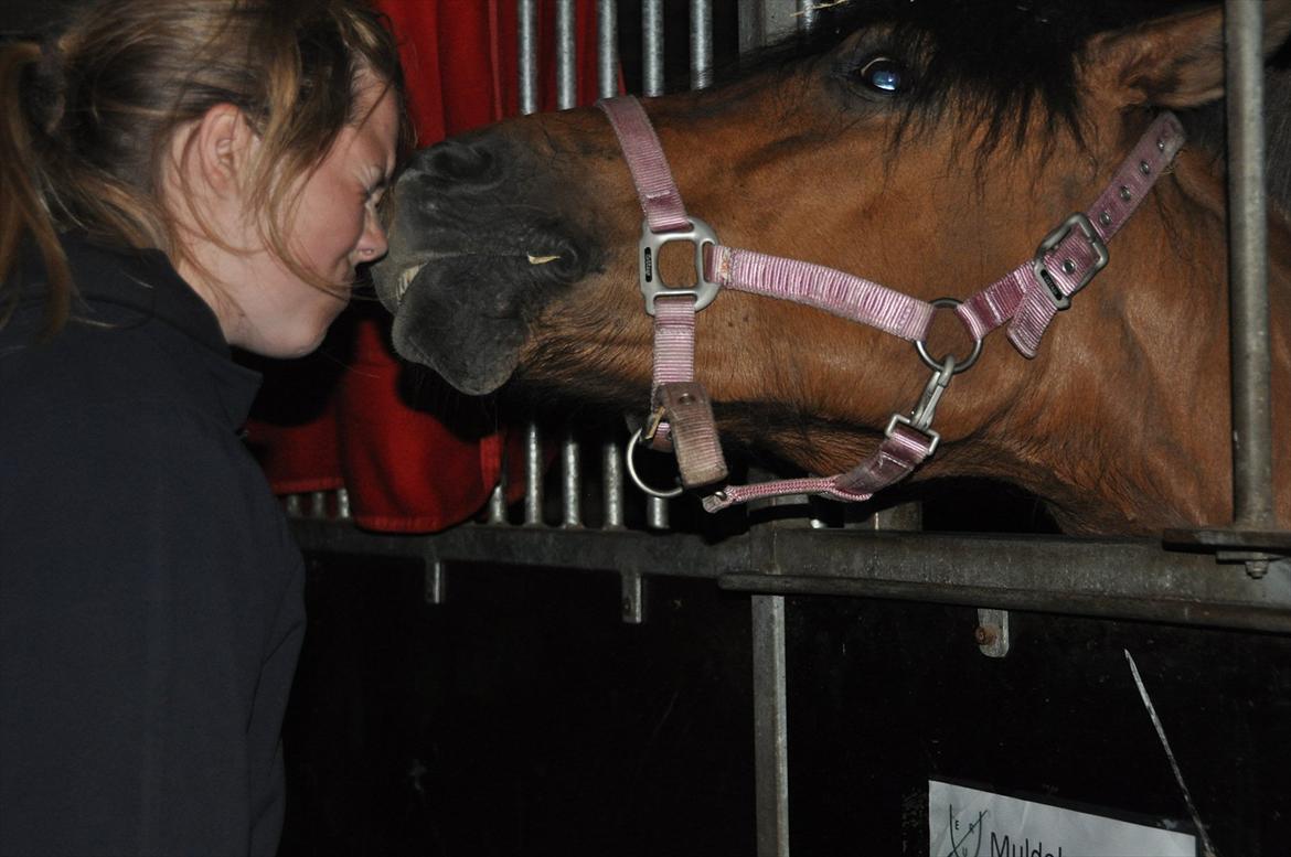 Anden særlig race Muldeberg *EUR* - Mulde og jeg hygger i stalden. Ponyuge 2011. Sommer 11 foto: Stine S billede 3