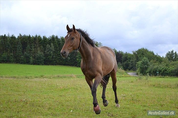 Anden særlig race Merlot R.I.P <3 - søde Merlot på fold <3 taget af Celina. B. :) billedet 11 billede 10