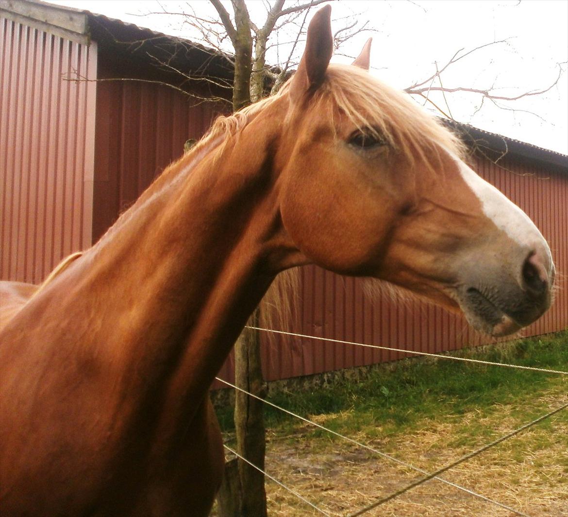 Frederiksborg Niki - Chamerende eller hvad? ;) billede 4