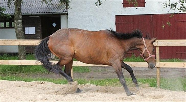 Traver migaja billede 4