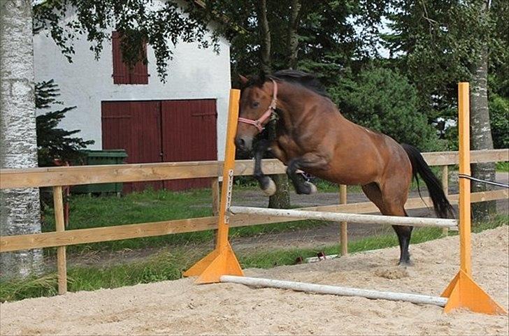 Traver migaja billede 8