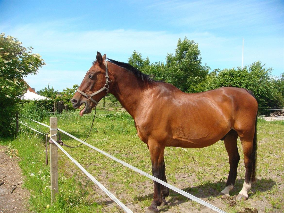 Oldenborg Batman Nygaard billede 5