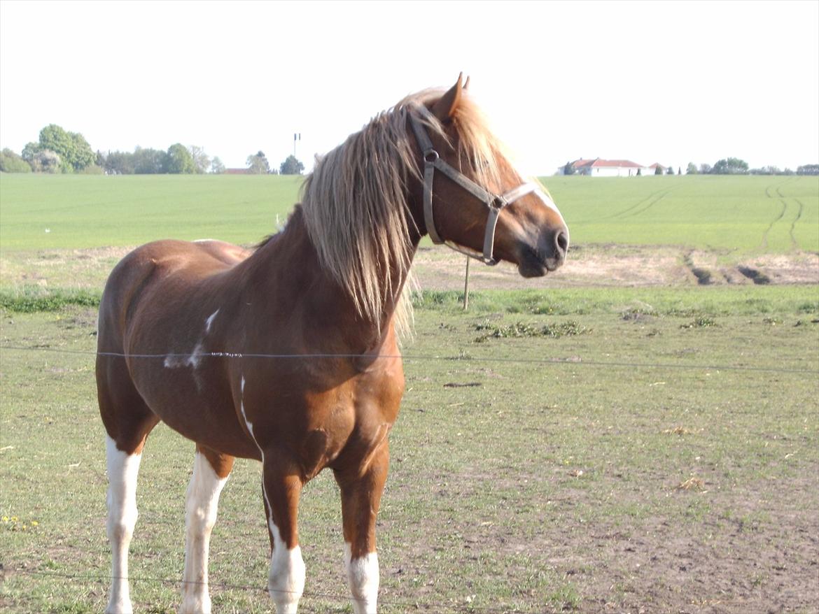 Anden særlig race Hidalgo<33 - Kigger efter tøserne. :P
 billede 15