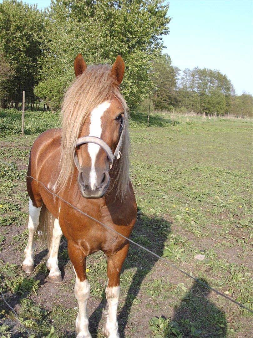 Anden særlig race Hidalgo<33 - Klæder frisøren mig.?? :D billede 16