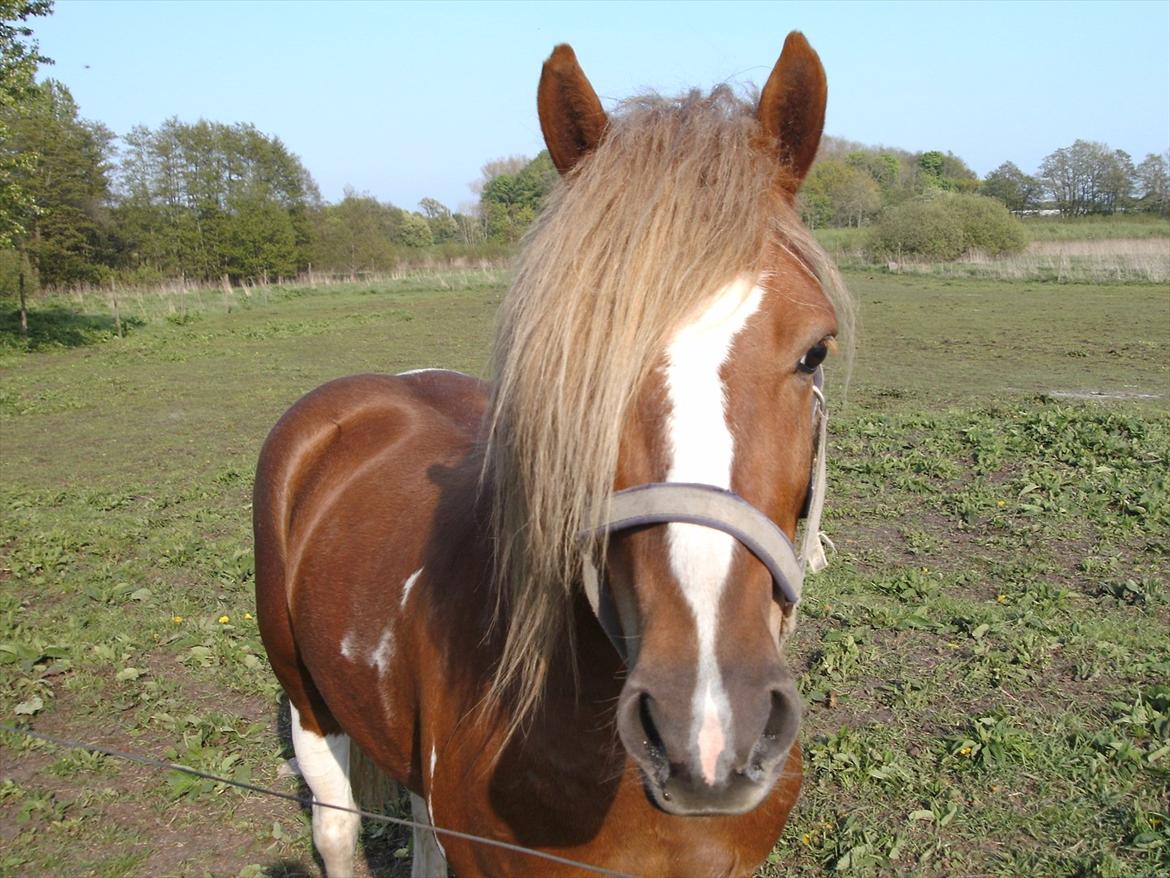 Anden særlig race Hidalgo<33 - Velkommen til Hidalgo's profil.. :)
 billede 1