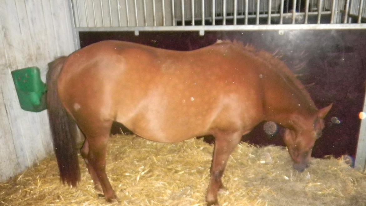 New Forest Perle! Solgt):<3 - Perle hos ny ejer - Nadine! 
Her var hun syg og var på pencilin kur for anden gang! (: Men er nu rask igen heldigvis! billede 16