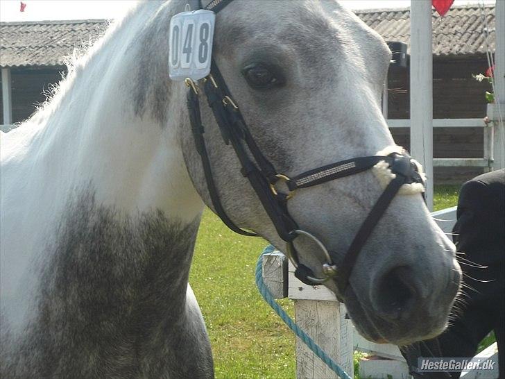 Anden særlig race Ellegårdens Bjarne a.k.a Casmir - Dyrskuet 2011 :) billede 19