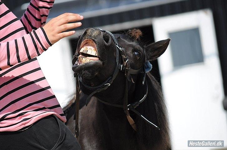 Shetlænder Oskar - Ollie Bollie - Darth Vader - JEM-FOTO
 billede 5