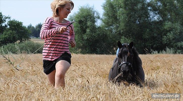 Shetlænder Oskar - Ollie Bollie - Darth Vader - JEM-FOTO
 billede 19