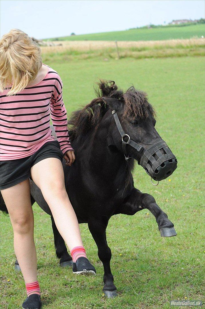 Shetlænder Oskar - Ollie Bollie - Darth Vader - JEM-FOTO
 billede 13