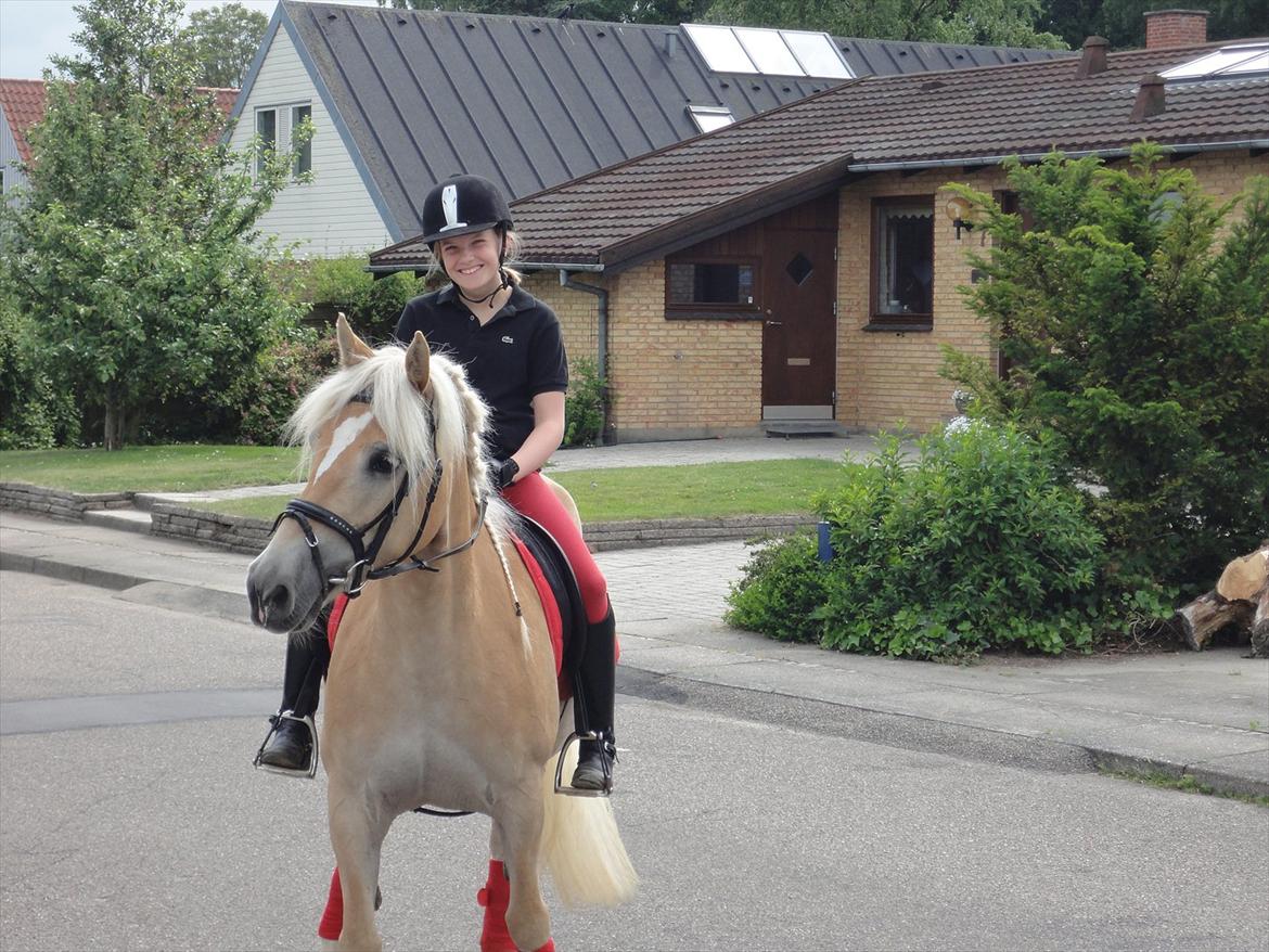 Haflinger Wictoria Sandagergaard - Wictoria og jeg på tur. billede 8