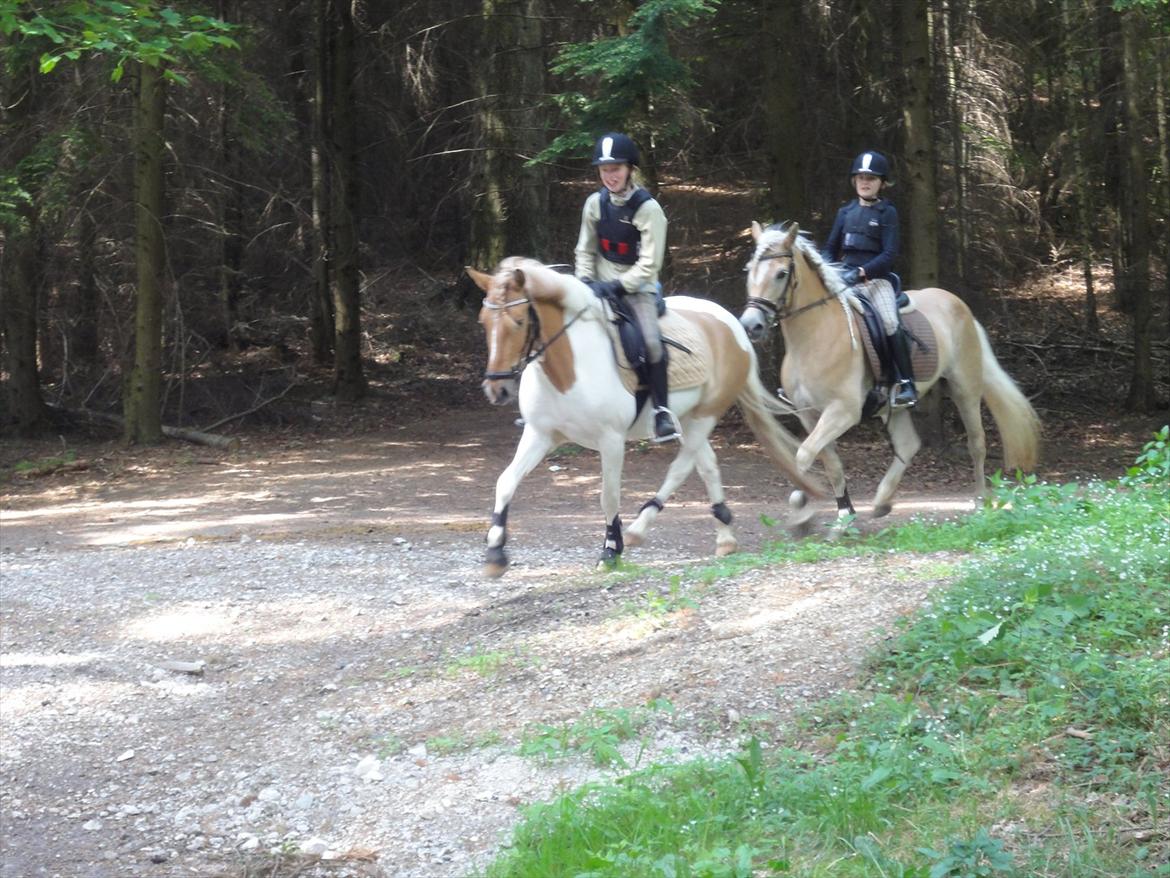 Haflinger Wictoria Sandagergaard - Skovtur med Wicce og Pepsi.  billede 10