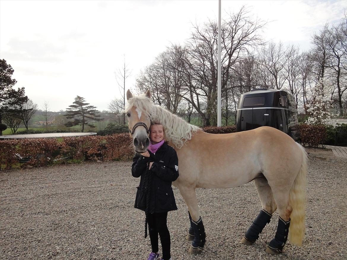 Haflinger Wictoria Sandagergaard - Da vi var ude og se Wictoria gå stævne med sin tidligere ejer. billede 12
