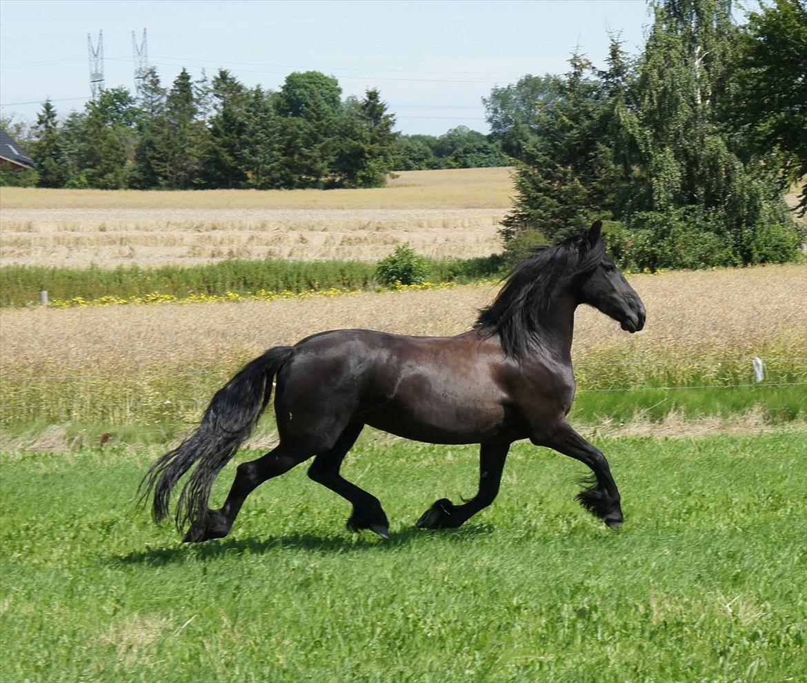 Frieser Gemke W - Gemke på sommergræs 2011 billede 10