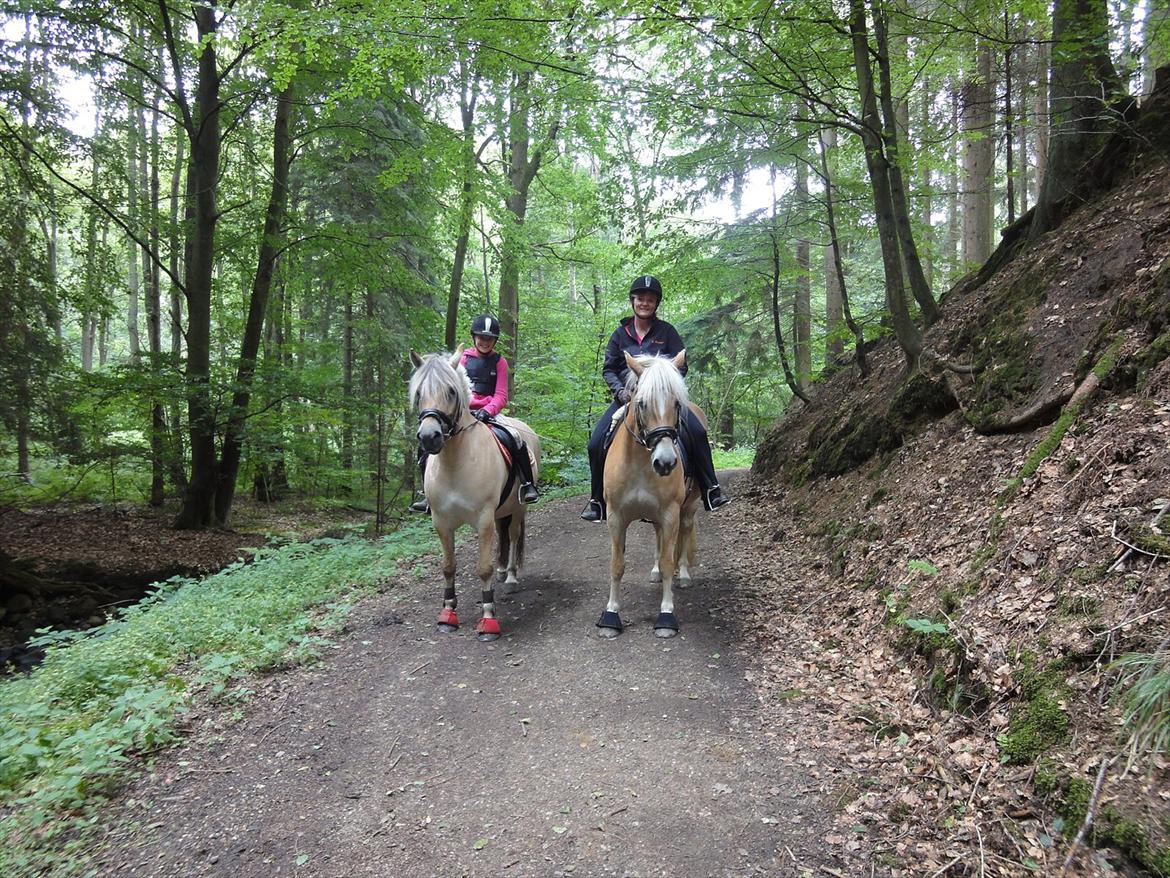 Haflinger Wictoria Sandagergaard - Skovtur med Wictoria, Zicco og min mor.  billede 13
